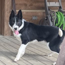 Millie - Border Collie
