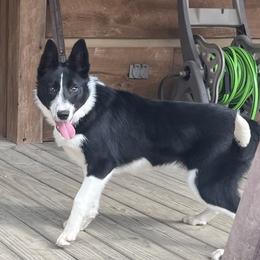 Millie - Border Collie