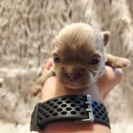 Lilac white markings - Chocolate blue female Chihuahua puppy in Richmond, Virginia from Breens