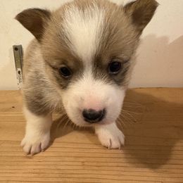 American Corgi and Australian Shepherd Puppies from KC Bar