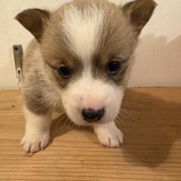 American Corgi and Australian Shepherd Puppies from KC Bar