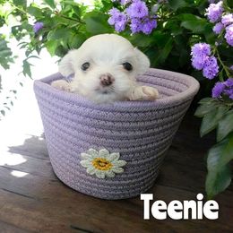 Teenie - White female Mal-Shi puppy in Belleville, Michigan from Michigan Maltese Puppies