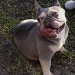 French Bulldogs from Rogelio's Pups