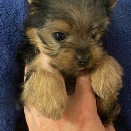 Yorkshire Terrier Puppies from Alaska’s Baby Yorkies