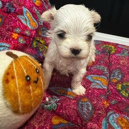 Bella Dolce 3 - White female Maltese puppy in Phoenix, Arizona from Bella Dolce Maltese