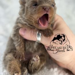 Pomeranian Puppies from Treasured Jewels Pomeranians