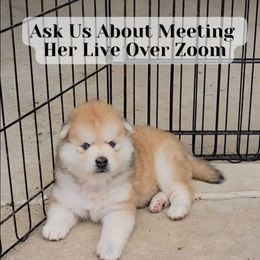 Meadow - Red and white female Pomsky puppy in Weir, Texas from Bluebonnet Pomskies
