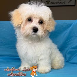 LINUS - White male Maltipoo puppy in Pisgah, Alabama from Mashburns Little Munchkins