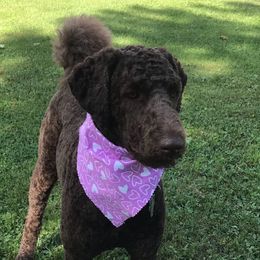 Basil - Labradoodle