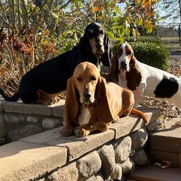Basset Hound Puppies from Sandyhill Basset Hounds