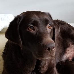 Toddy - Labrador Retriever