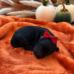 Autumn - Black female Goldendoodle puppy in Easley, South Carolina from Our Darling Doodles