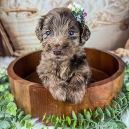 Dark purple collar - Merle female Goldendoodle puppy in Plattsburgh, New York from Adirondack Poodles Goldendoodles,Bernedoodles & Schnoodles