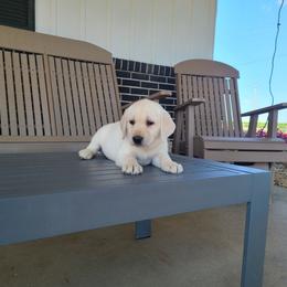 Lily - Yellow female Labrador Retriever puppy in Woodburn, Indiana from Marlene's Labrador Retrievers