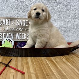 Golden Retriever Puppies from Golden Wise