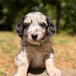 Mojito - Blue merle male Aussiedoodle puppy in Mulino, Oregon from Korbella Farm
