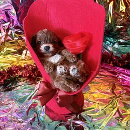 Wilma - Red female Cavapoo puppy in Conway, Missouri from Jordan  Harrison