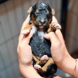 Paddington - Phantom male Goldendoodle puppy in Macclenny, Florida from Baker County Goldendoodles