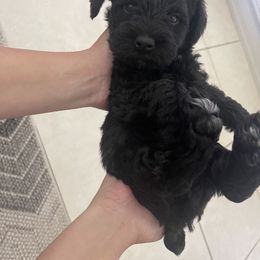 Miniature Schnauzer Puppies from Aria's Miniature Schnauzers