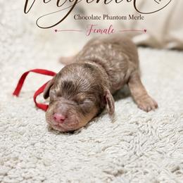 Virginia - Chocolate female Australian Labradoodle puppy in Taylor, Michigan from Mi Best Doodle Ever, LLC