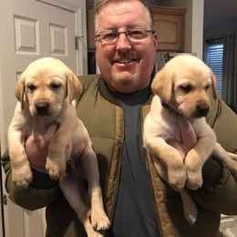 Labrador Retriever Puppies from Sycamore Kennels