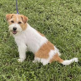Jumping Jacks Cinderella's Slipper - White and tan female Russell Terrier puppy in Ocala, Florida from Jumping Jacks Russells