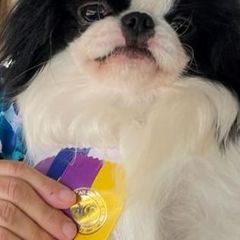 Japanese Chins from Tenchi Japanese Chin