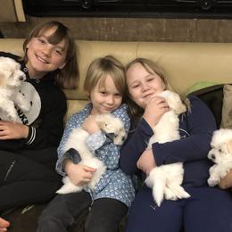 Cotons de Tulear from Gidget Cotons - ACC
