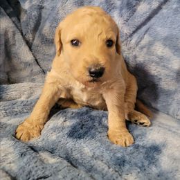 Girl 2 orange - Red  female Goldendoodle puppy in Blountsville, Alabama from Southern Charm Goldendoodles