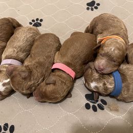 Goldendoodles from Doodles of Cedar Creek Farm
