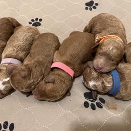 Goldendoodles from Doodles of Cedar Creek Farm