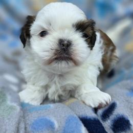 Mochi Boy 3 - Red and white male Shih Tzu puppy in Oakville, Washington from Garrard Creek Shih Tzus