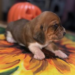 Basset Hound and Bloodhound Puppies from Sandhill Hounds of Nebraska