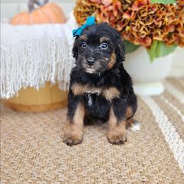 Ember - Phantom female Bernedoodle puppy in Russell Springs, Kentucky from 270 Doodles