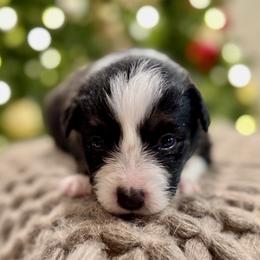 Asher - Black tri male Miniature American Shepherd puppy in Ash Grove, Missouri from 3 Barrels Farms, LLC