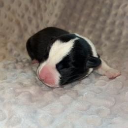 Cypress (Black Collar) - Black and white male Cardigan Welsh Corgi puppy in Clio, Michigan from Old Oak Cardigans
