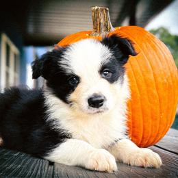 BK NEVER BACK DOWN (Beck) - Black and white male Border Collie puppy in Brazil, Indiana from Brilliant Kennels