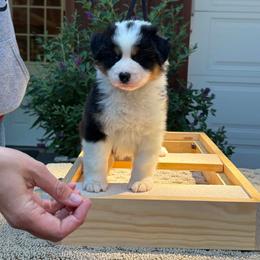 BTF - Black tri-color female Australian Shepherd puppy in Lakeside, Montana from Saddle Peak Aussies