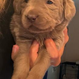 Black- Silver Female - Silver female Dilute Retriever puppy in Marion, Illinois from Summer Lovin’ Labradors of Southern Illinois