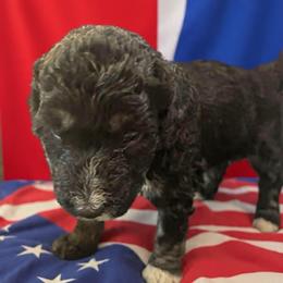 Macy - Tri-color female Bernedoodle puppy in Strattanville, Pennsylvania from Goldhaly Peach Doodles