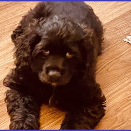 Cocker Spaniel Puppies from Angelic Cocker’s