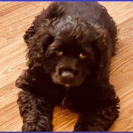 Cocker Spaniel Puppies from Angelic Cocker’s