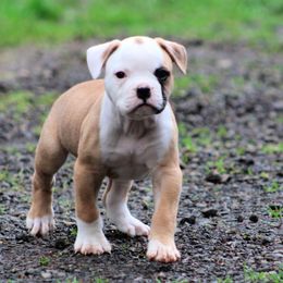 American Bulldog and French Bulldog Puppies from Blackwell's American & French Bulldogs