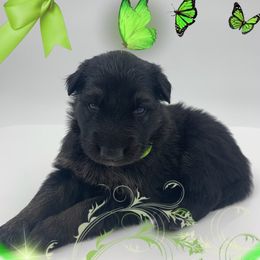 German Shepherd Puppies from Devon Rugerio's German Shepherds
