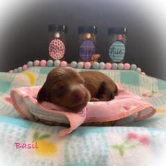Dachshund Puppies from The Weenery