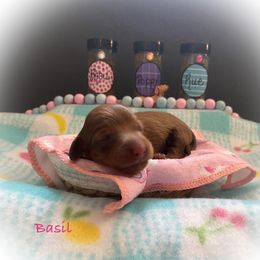 Dachshund Puppies from The Weenery