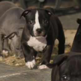 TEAL - Black female American Bully puppy in Union County, North Carolina from XLRG BULLIES