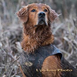 Titan - Golden Retriever