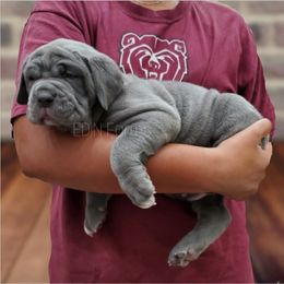 Neapolitan Mastiff Puppies from EDIN Farms Neos