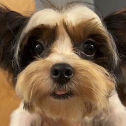 Rottweilers and Yorkshire Terriers from Amazing Companions Kennel